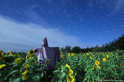 Moonlit Sunflower Field & Scare Crow In Kildress - September 2020